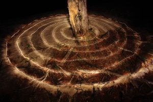 ilka-nelson-deep-ecology-night
