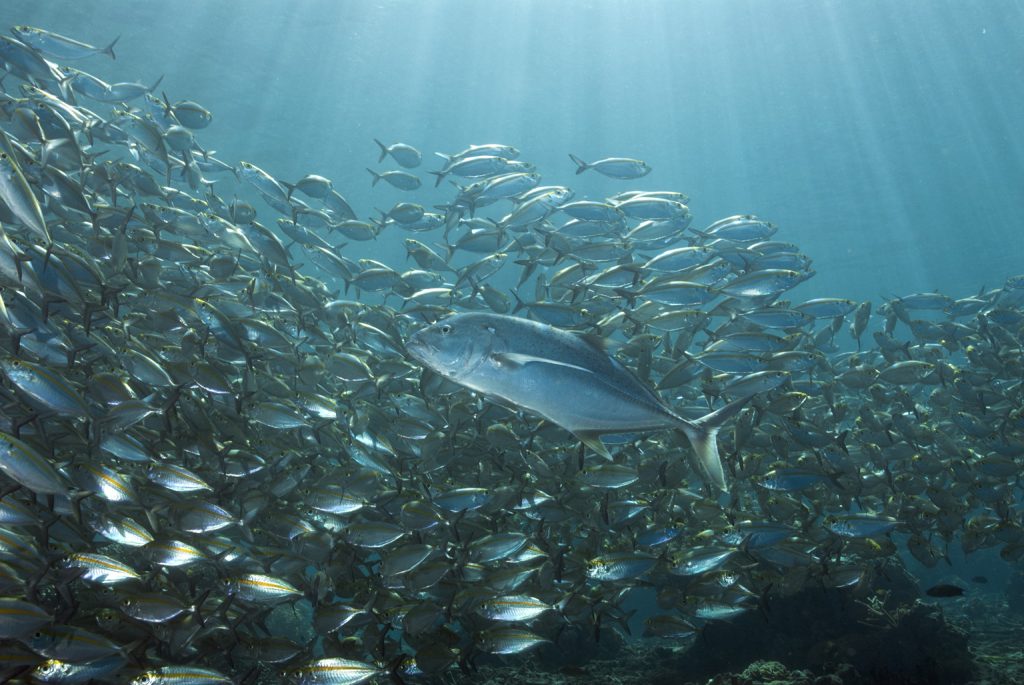 Fish of the open ocean